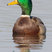 Mallard